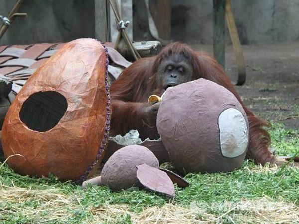 Easter presents for animals at Buenos Aires Zoo  - Sputnik International