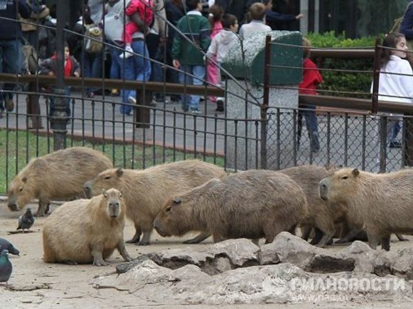 Easter presents for animals at Buenos Aires Zoo  - Sputnik International