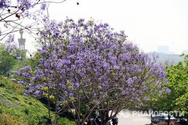 Egypt celebrates the arrival of spring  - Sputnik International