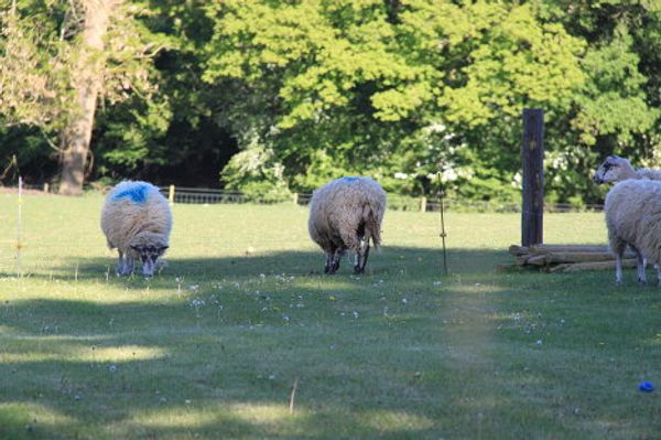 Bucklebury, the village that give Britain its future queen - Sputnik International