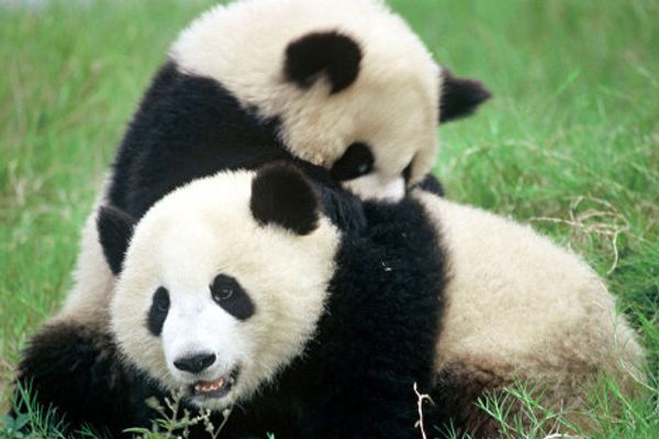 World Wildlife Fund marks 50th anniversary  - Sputnik International