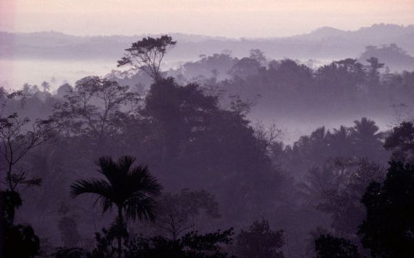 World Wildlife Fund marks 50th anniversary  - Sputnik International