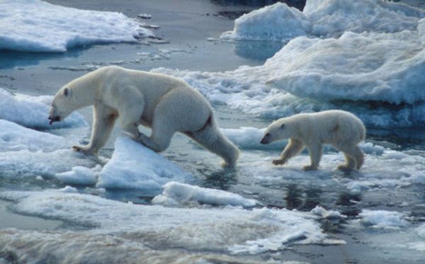 World Wildlife Fund marks 50th anniversary  - Sputnik International