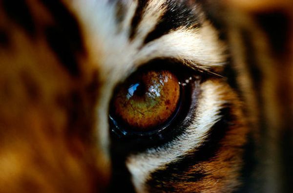 World Wildlife Fund marks 50th anniversary  - Sputnik International