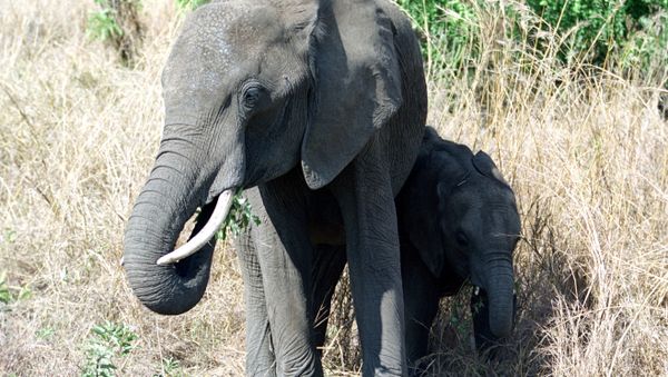 Elephant family Elephant family - Sputnik International
