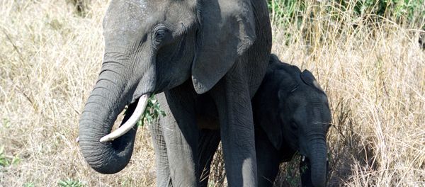 Elephant family - Sputnik International
