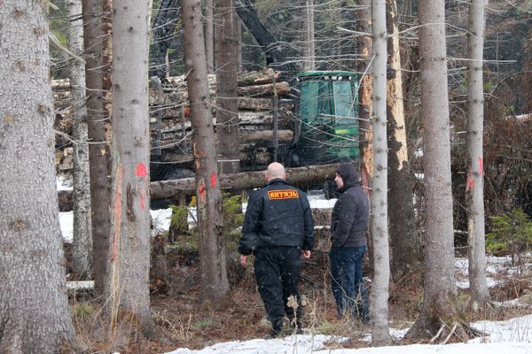 Khimki forest. Archive - Sputnik International