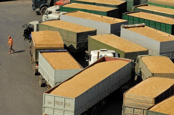 Russia will harvest no more than 75 million tons of grain in the current agricultural year Russia will harvest no more than 75 million tons of grain in the current agricultural year - Sputnik International