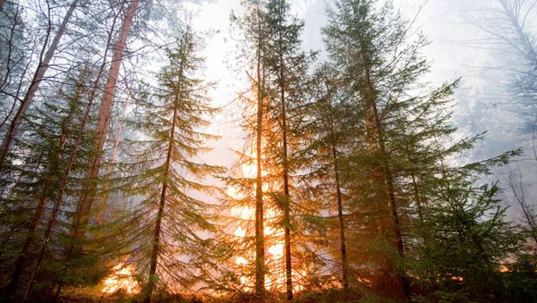 Forest fire - Sputnik International