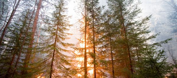 Forest fire - Sputnik International