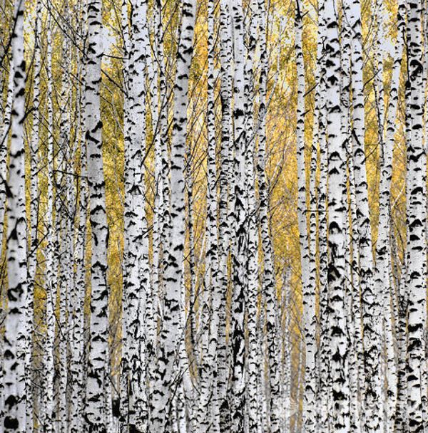 Selected works by RIA Novosti photographers for World Press Photo Awards - Sputnik International