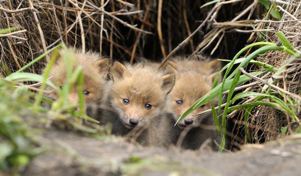 Fox cubs born in East Russian Nature Reserve - Sputnik International