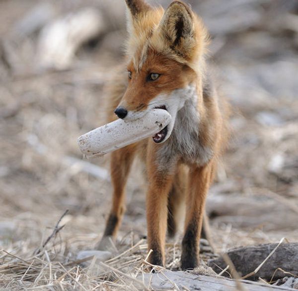 Fox cubs born in East Russian Nature Reserve - Sputnik International