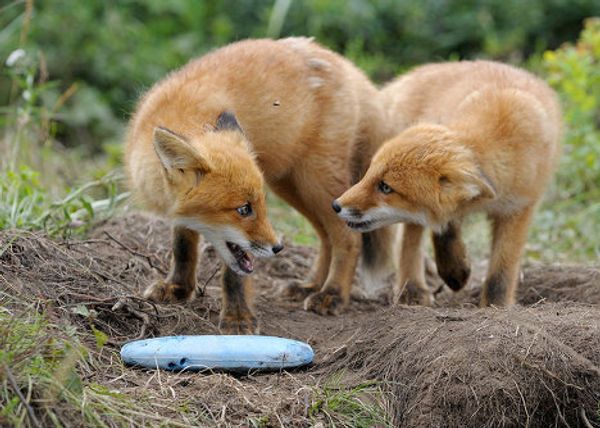 Fox cubs born in East Russian Nature Reserve - Sputnik International