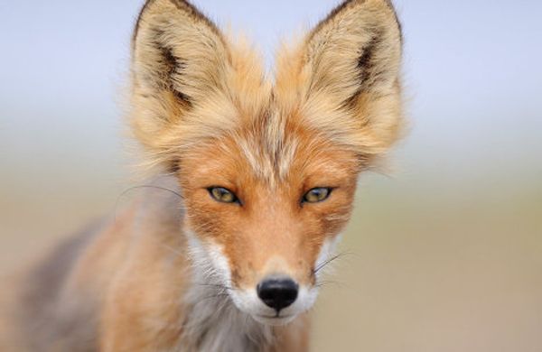 Fox cubs born in East Russian Nature Reserve - Sputnik International