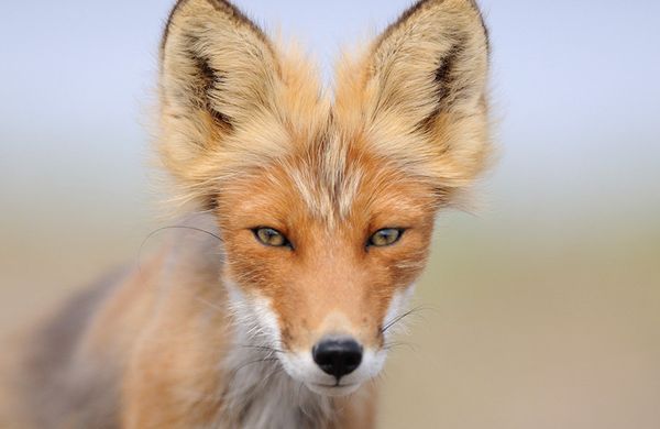 Fox cubs born in East Russian Nature Reserve - Sputnik International