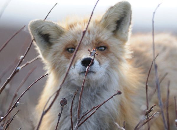 Fox cubs born in East Russian Nature Reserve - Sputnik International