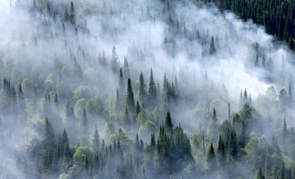 Putting out forest fires in the Krasnoyarsk Territory  - Sputnik International