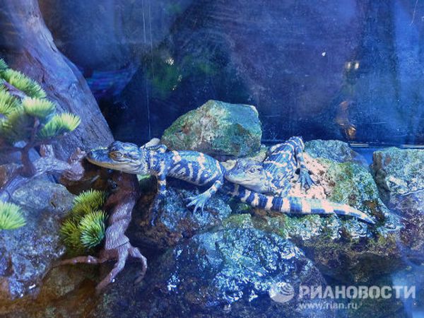  “The alligator capital of the world” Gatorland in Florida  - Sputnik International