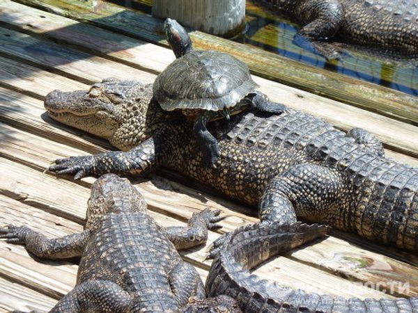  “The alligator capital of the world” Gatorland in Florida  - Sputnik International