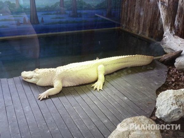  “The alligator capital of the world” Gatorland in Florida  - Sputnik International