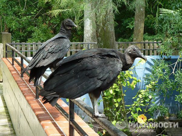  “The alligator capital of the world” Gatorland in Florida  - Sputnik International