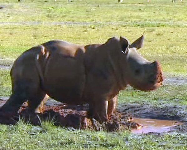The late Steve Irwin’s Australia Zoo has new latest edition - Sputnik International