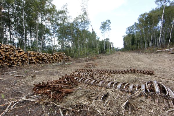 Felled trees at the site where the future road to St. Petersburg will be built - Sputnik International