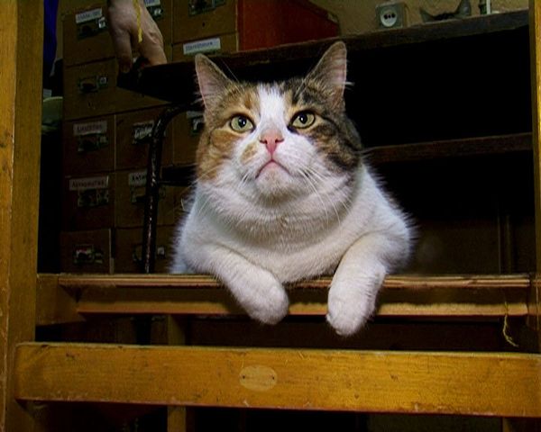 The cats which work for the Hermitage Museum - Sputnik International