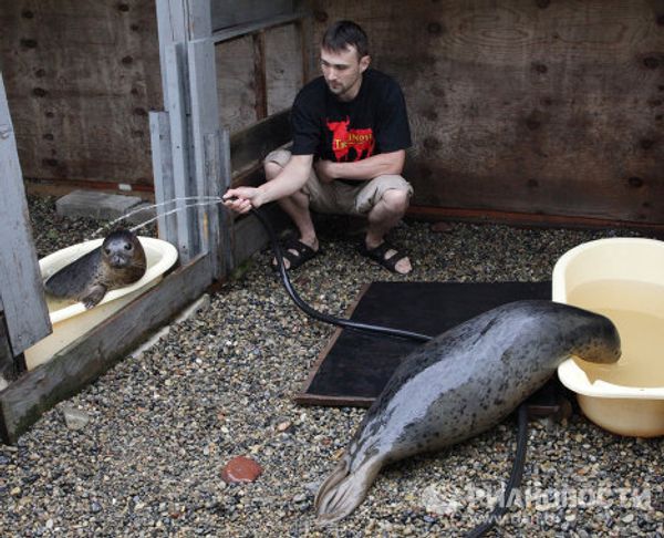 Couple nurses sick spotted seals in Primorye Couple nurses sick spotted seals in Primorye - Sputnik International