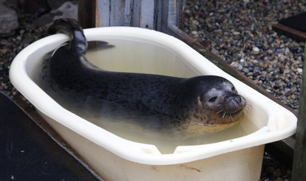Couple nurses sick spotted seals in Primorye Couple nurses sick spotted seals in Primorye - Sputnik International