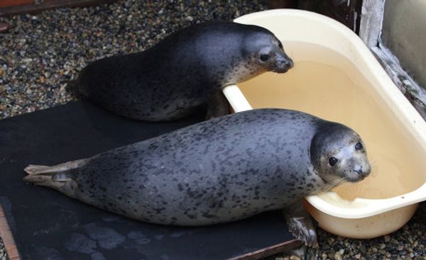 Couple nurses sick spotted seals in Primorye Couple nurses sick spotted seals in Primorye - Sputnik International