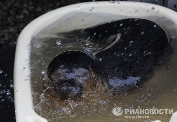Couple nurses sick spotted seals in Primorye Couple nurses sick spotted seals in Primorye - Sputnik International