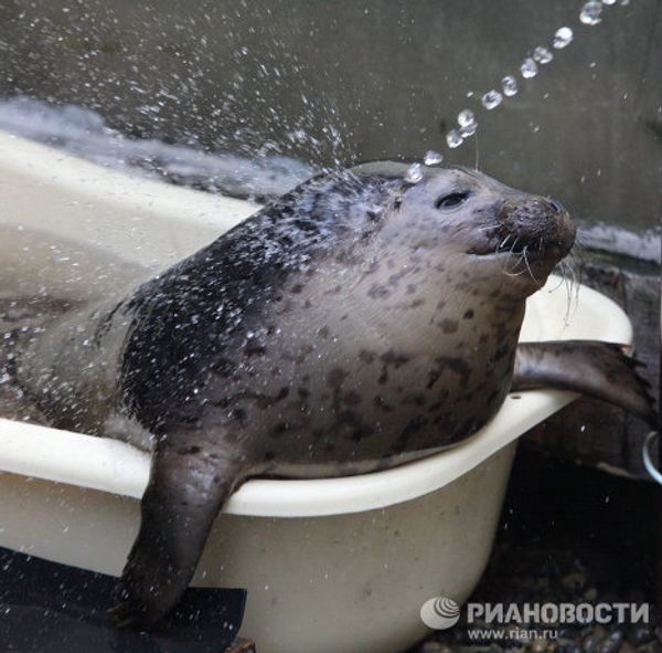 Couple nurses sick spotted seals in Primorye Couple nurses sick spotted seals in Primorye - Sputnik International