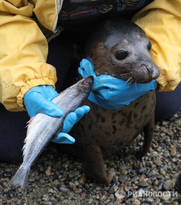 Couple nurses sick spotted seals in Primorye Couple nurses sick spotted seals in Primorye - Sputnik International