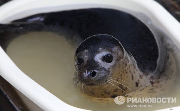 Couple nurses sick spotted seals in Primorye Couple nurses sick spotted seals in Primorye - Sputnik International