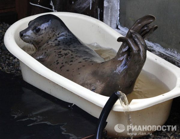 Couple nurses sick spotted seals in Primorye Couple nurses sick spotted seals in Primorye - Sputnik International