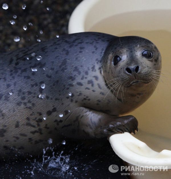 Couple nurses sick spotted seals in Primorye Couple nurses sick spotted seals in Primorye - Sputnik International