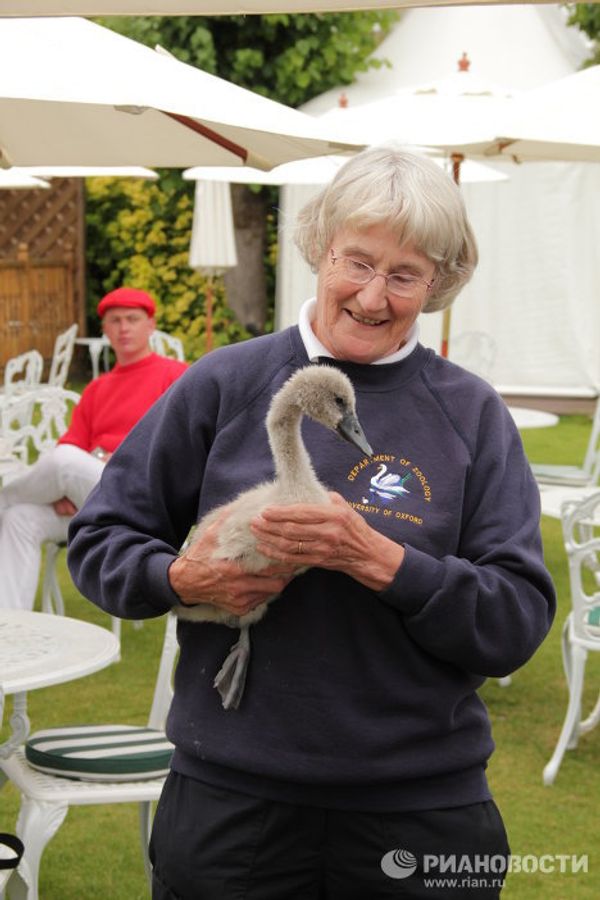 Counting swans on the Thames, since the12th century  - Sputnik International