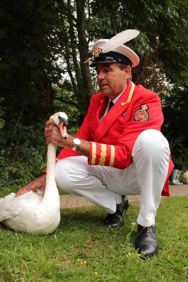Counting swans on the Thames, since the12th century  - Sputnik International