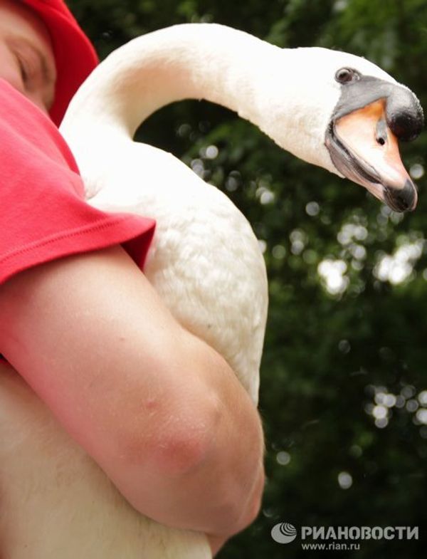 Counting swans on the Thames, since the12th century  - Sputnik International