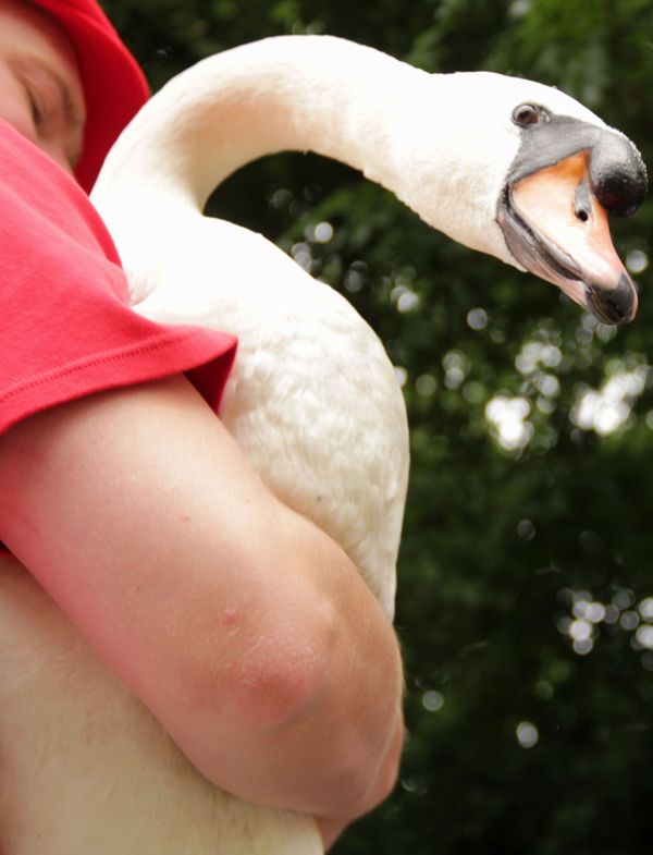 Counting swans on the Thames, since the12th century  - Sputnik International
