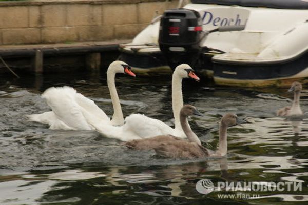 Counting swans on the Thames, since the12th century  - Sputnik International