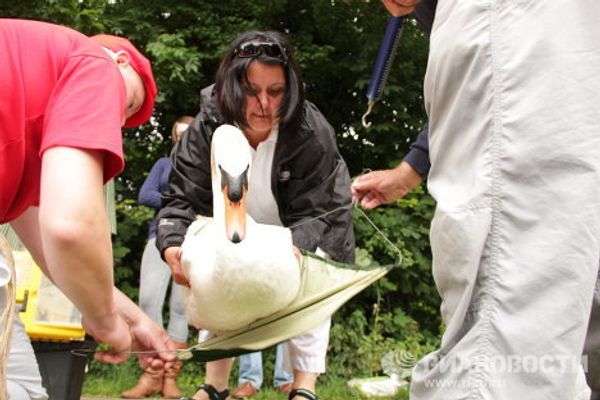 Counting swans on the Thames, since the12th century  - Sputnik International