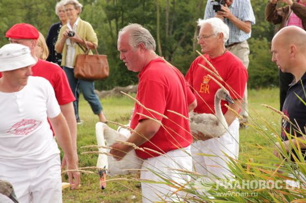 Counting swans on the Thames, since the12th century  - Sputnik International