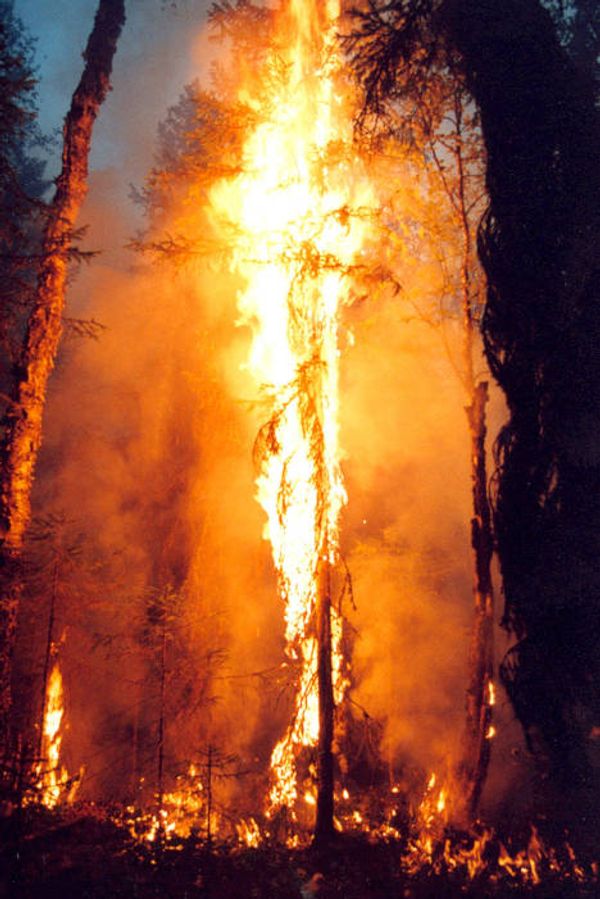 Air patrol helps fight forest fires - Sputnik International