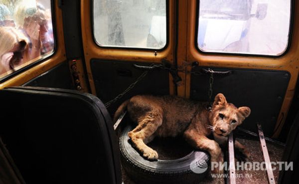 Saving Tonna the lioness in St. Petersburg Saving Tonna the lioness in St. Petersburg - Sputnik International