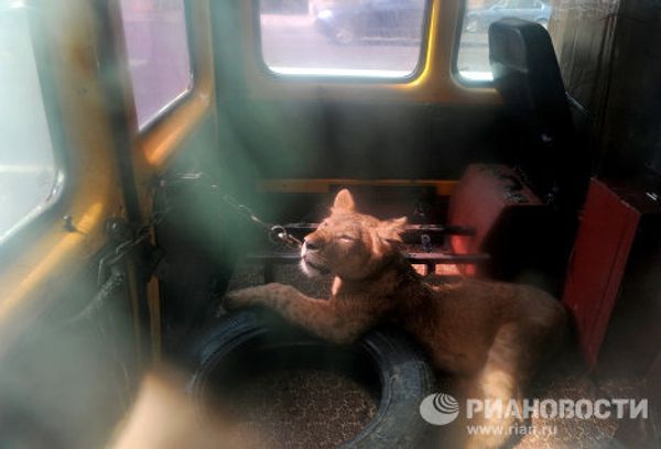 Saving Tonna the lioness in St. Petersburg Saving Tonna the lioness in St. Petersburg - Sputnik International