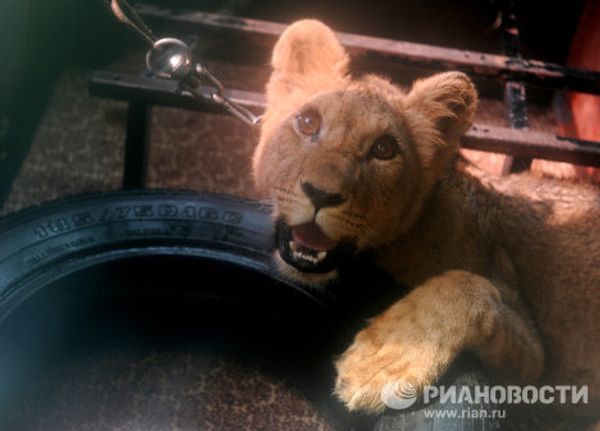 Saving Tonna the lioness in St. Petersburg Saving Tonna the lioness in St. Petersburg - Sputnik International
