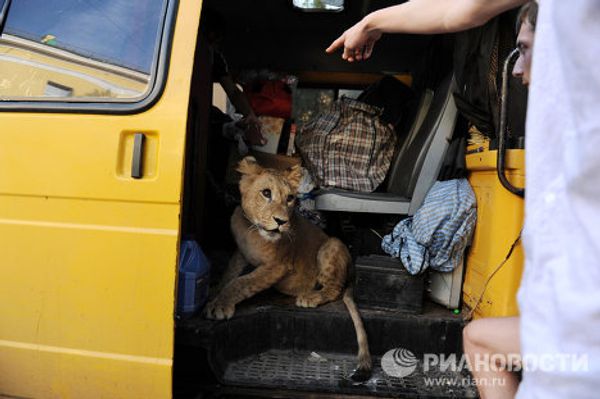 Saving Tonna the lioness in St. Petersburg Saving Tonna the lioness in St. Petersburg - Sputnik International